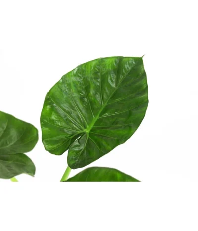 Pfeilblatt - Alocasia Macrorrhiza -Haus Pflanzen Welt 8720013 WE DE 001 AlocasiaMacrorhizzaElefantenohrDehner