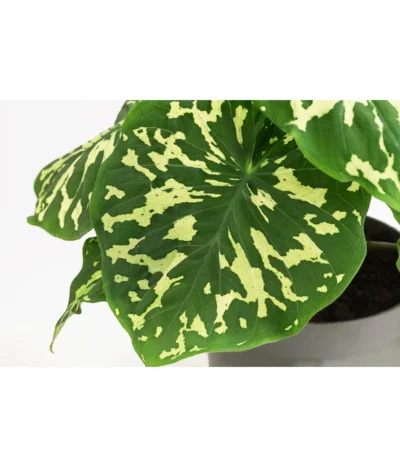 Pfeilblatt - Alocasia Esculenta 'Hilo Beauty' -Haus Pflanzen Welt 8720211 WE DE 001 AlocasiaHilobeautyT13