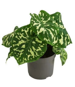 Pfeilblatt - Alocasia Esculenta 'Hilo Beauty'