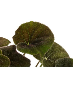 Blattbegonie - Begonia Masoniana 'River' -Haus Pflanzen Welt 8720534 WE DE BegoniaMasonianaT15