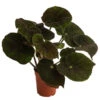 Blattbegonie - Begonia Masoniana 'River' 2 Blattbegonie - Begonia Masoniana 'River' -Haus Pflanzen Welt 8720534 WE FS BegoniaMasonianaT15