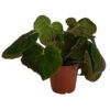Blattbegonie - Begonia Masoniana 'Jungle' -Haus Pflanzen Welt 8720542 WE FS BegoniaMasonianaJungleT15