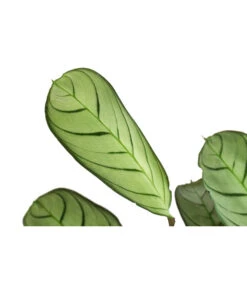 Korbmarante - Ctenanthe Burle-marxii 9 Korbmarante - Ctenanthe Burle-marxii -Haus Pflanzen Welt 8720930 PR DE 001 CtenantheAmagrisT12 DehnerExpressHerzig