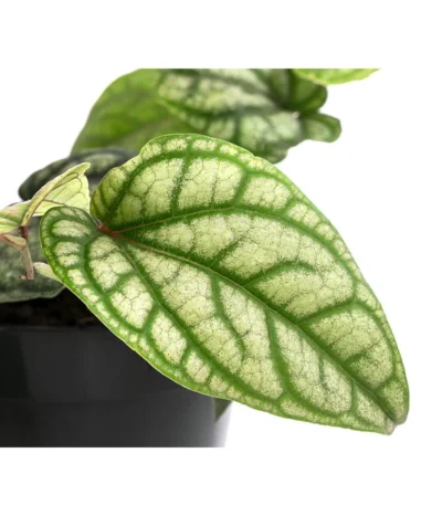 Schmuckpfeffer - Piper Sylvaticum 5 Schmuckpfeffer - Piper Sylvaticum -Haus Pflanzen Welt 8721110 WE DE 001 PiperSylvaticumT15