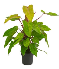 Baumfreund - Philodendron 'Painted Lady'