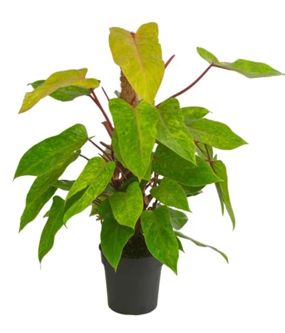 Baumfreund - Philodendron 'Painted Lady'