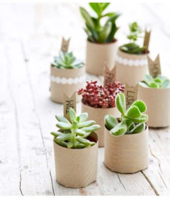 Mini Sukkulenten, Verschiedene Sorten -Haus Pflanzen Welt 8722514 PR MO 002 Sukkulenten