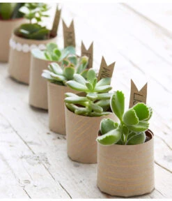 Mini Sukkulenten, Verschiedene Sorten -Haus Pflanzen Welt 8722514 PR MO 006 Sukkulenten