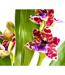 Zygopetalum - Zygopetalum Cultivars -Haus Pflanzen Welt 8722761 PR DE 001 Zygopetalum2TrieberDehnerExpressHerzig