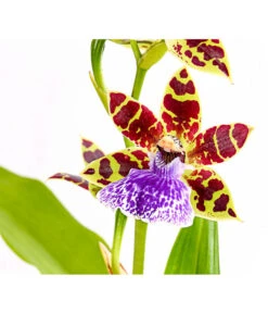 Zygopetalum - Zygopetalum Cultivars -Haus Pflanzen Welt 8722761 PR DE 001 ZygopetalumCultivars2TrieberT12DehnerExpressHerzig