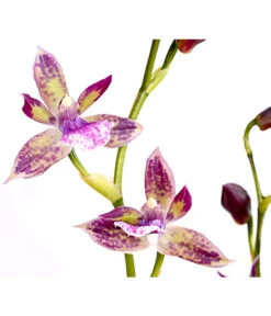 Zygopetalum - Zygopetalum Cultivars -Haus Pflanzen Welt 8722761 PR DE 002 Zygopetalum2TrieberDehnerExpressHerzig