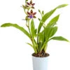 Zygopetalum - Zygopetalum Cultivars 1 Zygopetalum - Zygopetalum Cultivars -Haus Pflanzen Welt 8722761 PR FS 001 ZygopetalumCultivars2TrieberT12DehnerExpressHerzig