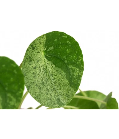 Glückstaler - Pilea Peperomioides 'Mojito' -Haus Pflanzen Welt 8722902 WE DE 001 PileaPeperomioidesMojitoDehnerExpressHerzig