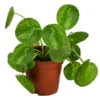 Glückstaler - Pilea Peperomioides 'Mojito' -Haus Pflanzen Welt 8722902 WE FS 001 PileaPeperomioidesMojitoDehnerExpressHerzig