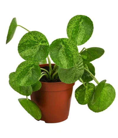 Glückstaler - Pilea Peperomioides 'Mojito'