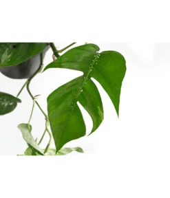 Efeutute - Epipremnum Pinnatum, Panaschiert 5 Efeutute - Epipremnum Pinnatum, Panaschiert -Haus Pflanzen Welt 8722977 WE DE 001 EpipremnumPinnatumVariegataT15