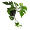 Efeutute - Epipremnum Pinnatum, Panaschiert -Haus Pflanzen Welt 8722977 WE FS 001 EpipremnumPinnatumVariegataT15