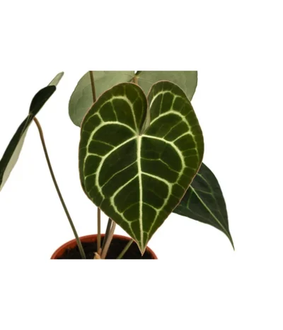 Herzblattblume - Anthurium Clarinervium 7 Herzblattblume - Anthurium Clarinervium -Haus Pflanzen Welt 8722985 WE DE 001 HerzblattblumeAnthuriumClarinerviumT12