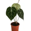 Herzblattblume - Anthurium Clarinervium -Haus Pflanzen Welt 8722985 WE FS 001 HerzblattblumeAnthuriumClarinerviumT12