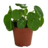 Glückstaler - Pilea Peperomioides 'White Splash' -Haus Pflanzen Welt 8723066 WE FS 001 PileaWhiteSplashT13