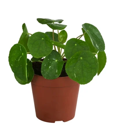 Glückstaler - Pilea Peperomioides 'White Splash'