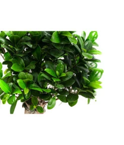 Chinesische Feige - Ficus Microcarpa -Haus Pflanzen Welt 8723280 WE DE 001 FicusMicrocarpaT19