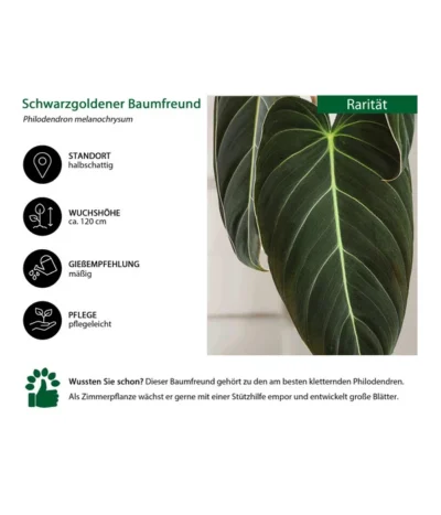 Schwarzgoldener Baumfreund - Philodendron Melanochrysum 6 Schwarzgoldener Baumfreund - Philodendron Melanochrysum -Haus Pflanzen Welt 8723538 WE IG 001 SchwarzgoldenerBaumfreundPhilodendronmelanochrysum