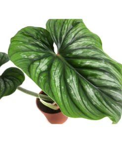Baumfreund - Philodendron Plowmanii -Haus Pflanzen Welt 8723546 WE DE 001 PhilodendronPlowmaniiT15