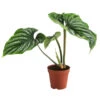 Baumfreund - Philodendron Plowmanii -Haus Pflanzen Welt 8723546 WE FS 001 PhilodendronPlowmaniiT15