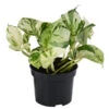 Efeutute - Epipremnum Pinnatum 'Happy Leaf' 2 Efeutute - Epipremnum Pinnatum 'Happy Leaf' -Haus Pflanzen Welt 8723579 WE FS 001 EpipremnumPinnatumHappyLeafT12