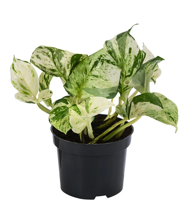 Efeutute - Epipremnum Pinnatum 'Happy Leaf' 3 Efeutute - Epipremnum Pinnatum 'Happy Leaf'