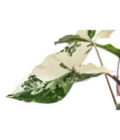 Purpurtute - Syngonium Podophyllum 'Albo Variegata', Panaschiert -Haus Pflanzen Welt 8723694 WE DE 001 PurpurtuteAlboVariegatumT14