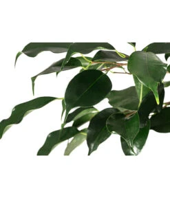 Birkenfeige - Ficus Benjamina 'Danielle' 5 Birkenfeige - Ficus Benjamina 'Danielle' -Haus Pflanzen Welt 8729386 WE DE 001 FicusDanielleDoppelspiraleT26