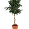 Birkenfeige - Ficus Benjamina 'Danielle' -Haus Pflanzen Welt 8729386 WE FS 001 FicusDanielleDoppelspiraleT26