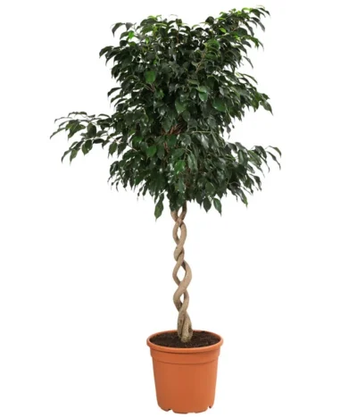 Birkenfeige - Ficus Benjamina 'Danielle'
