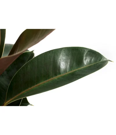Gummibaum - Ficus Elastica 'Melany' -Haus Pflanzen Welt 8729410 WE DE 001 FicusElasticaMelanyT22