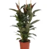 Gummibaum - Ficus Elastica 'Melany' 1 Gummibaum - Ficus Elastica 'Melany' -Haus Pflanzen Welt 8729410 WE FS 001 FicusElasticaMelanyT22