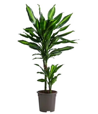 Drachenbaum - Dracaena Fragrans 'Cintho'