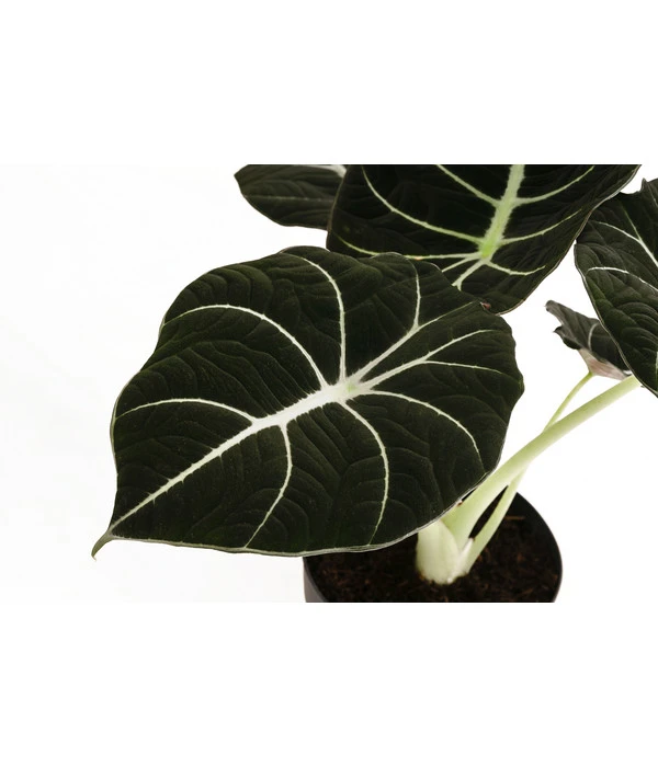 Pfeilblatt - Alocasia Reginula 'Black Velvet' 4 Pfeilblatt - Alocasia Reginula 'Black Velvet' – Bild 2
