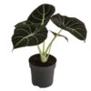 Pfeilblatt - Alocasia Reginula 'Black Velvet' -Haus Pflanzen Welt 8730863 WE FS 001 AlocasiaBlackVelvetT12