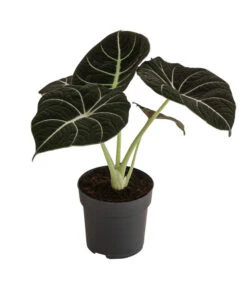 Pfeilblatt - Alocasia Reginula 'Black Velvet'
