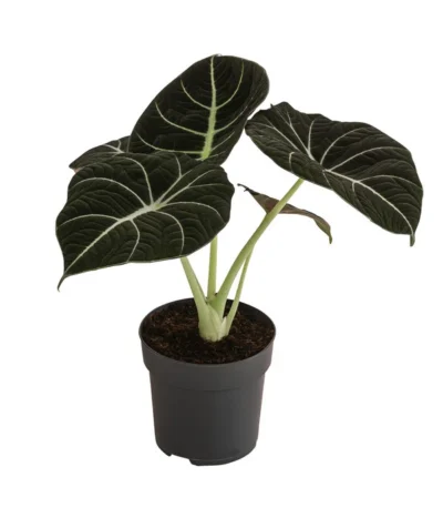 Pfeilblatt - Alocasia Reginula 'Black Velvet'