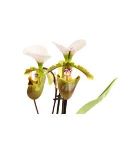 Frauenschuh - Paphiopedilum Spicerianum 5 Frauenschuh - Paphiopedilum Spicerianum -Haus Pflanzen Welt 8730913 WE DE 001 PaphiopedilumSpiceranumT9