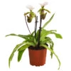 Frauenschuh - Paphiopedilum Spicerianum -Haus Pflanzen Welt 8730913 WE FS 001 PaphiopedilumSpiceranumT9