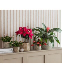 Lanzenrosette - Aechmea Fasciata -Haus Pflanzen Welt 8731382 8225054 WE MO 001 PrincettiaStammT15