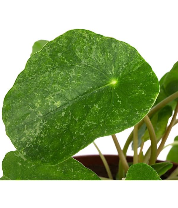 Glückstaler - Pilea Peperomioides 'Sugar' 5 Glückstaler - Pilea Peperomioides 'Sugar' – Bild 3