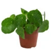 Glückstaler - Pilea Peperomioides 'Sugar' -Haus Pflanzen Welt 8731408 WE FS 001 PileaSugarT13