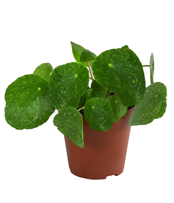 Glückstaler - Pilea Peperomioides 'Sugar' 3 Glückstaler - Pilea Peperomioides 'Sugar'