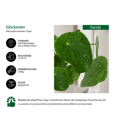 Glückstaler - Pilea Peperomioides 'Sugar' 6 Glückstaler - Pilea Peperomioides 'Sugar' -Haus Pflanzen Welt 8731408 WE IG 001 PileaSugar