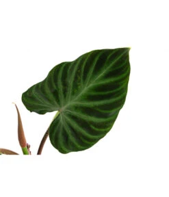 Baumfreund - Philodendron Verrucosum 9 Baumfreund - Philodendron Verrucosum -Haus Pflanzen Welt 8731416 WE DE 001 PhilodendronVerrucosumT12